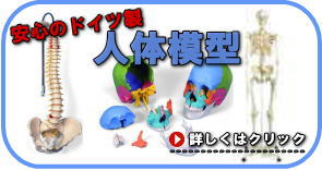 人体模型